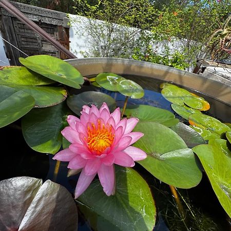 Villa Lotus Garden Ravine des Cabris Exterior foto