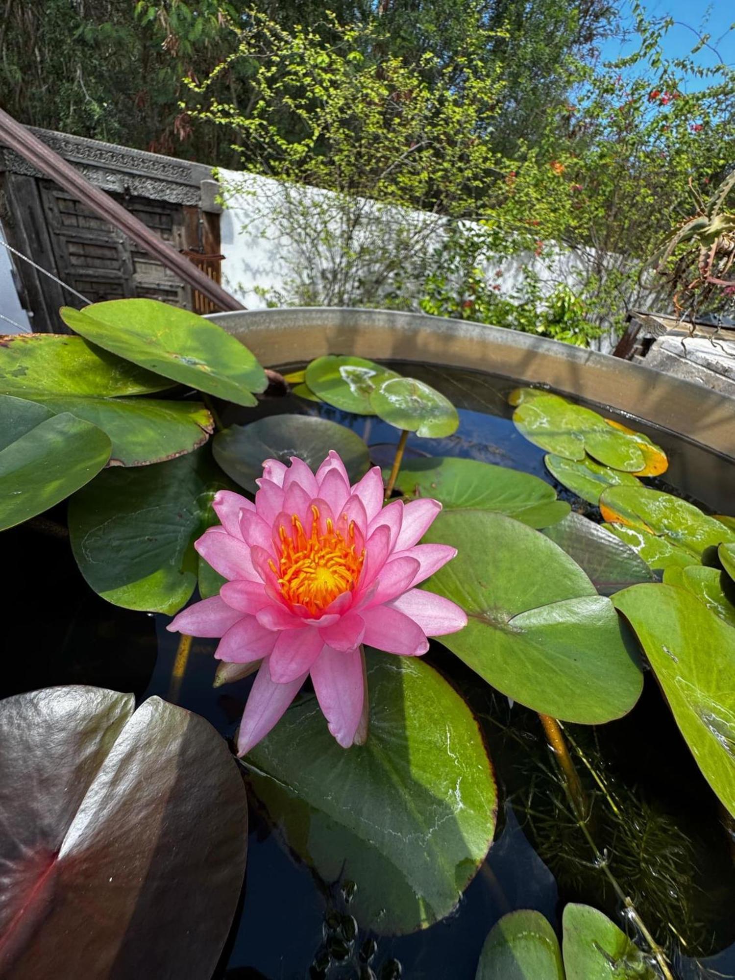 Villa Lotus Garden Ravine des Cabris Exterior foto